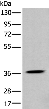 Rabbit Polyclonal Antibody to APOL4