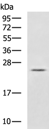 Rabbit Polyclonal Antibody to HAND1