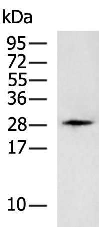 Rabbit Polyclonal Antibody to KLK12
