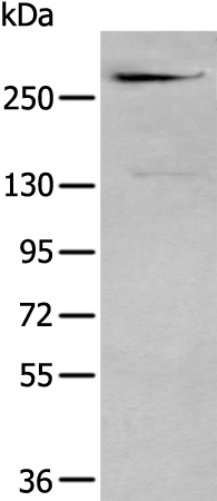 Rabbit Polyclonal Antibody to CSPG4