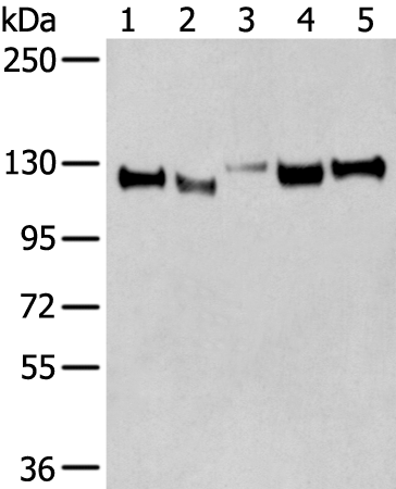 Rabbit Polyclonal Antibody to CNTN1