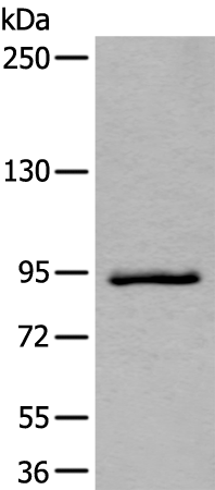 Rabbit Polyclonal Antibody to ZBTB10
