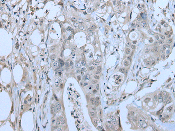 Rabbit Polyclonal Antibody to ZBTB40