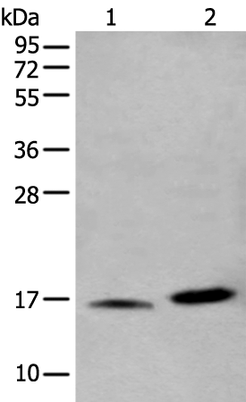 Rabbit Polyclonal Antibody to H3C1