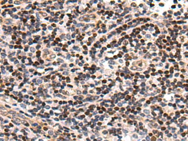 Rabbit Polyclonal Antibody to VGLL3