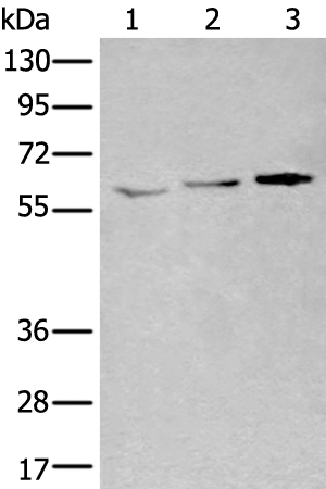 Rabbit Polyclonal Antibody to YY1