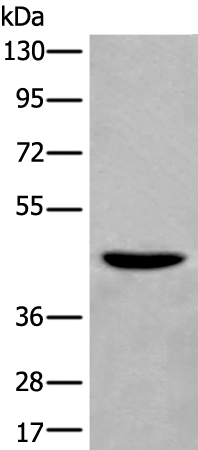 Rabbit Polyclonal Antibody to WIPI2