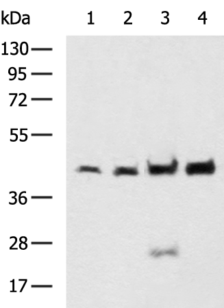 Rabbit Polyclonal Antibody to DSCC1