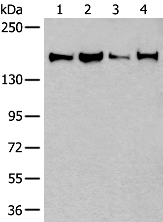 Rabbit Polyclonal Antibody to UGGT1