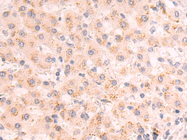 Rabbit Polyclonal Antibody to BACH2
