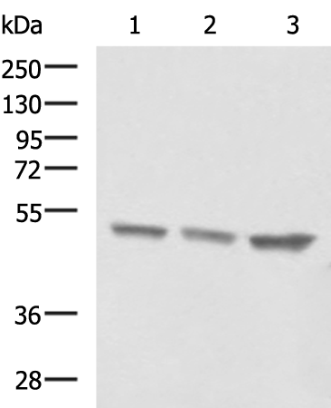Rabbit Polyclonal Antibody to TUBB2A