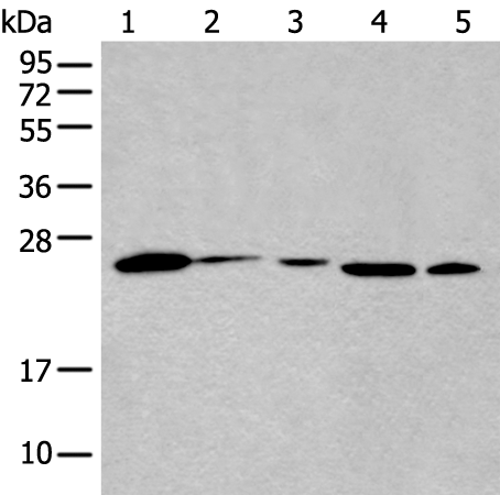 Rabbit Polyclonal Antibody to BHLHA15