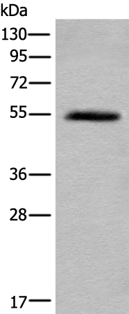 Rabbit Polyclonal Antibody to BMP10