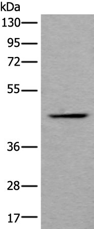 Rabbit Polyclonal Antibody to BMP2