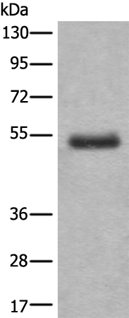 Rabbit Polyclonal Antibody to BTBD6