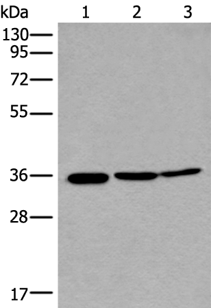 Rabbit Polyclonal Antibody to RPF2