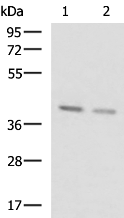 Rabbit Polyclonal Antibody to BRIX1
