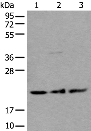 Rabbit Polyclonal Antibody to ARL1