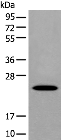 Rabbit Polyclonal Antibody to APOD