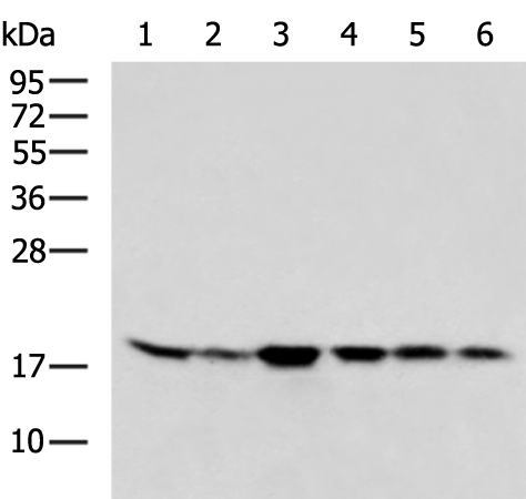 Rabbit Polyclonal Antibody to FGF10