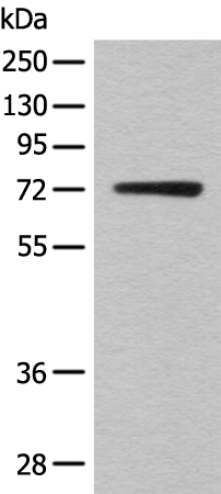Rabbit Polyclonal Antibody to KLHL36