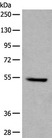 Rabbit Polyclonal Antibody to FAM234A