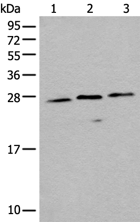 Rabbit Polyclonal Antibody to EMC10