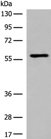 Rabbit Polyclonal Antibody to M1AP