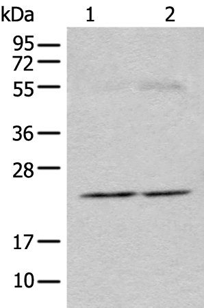 Rabbit Polyclonal Antibody to CAPS