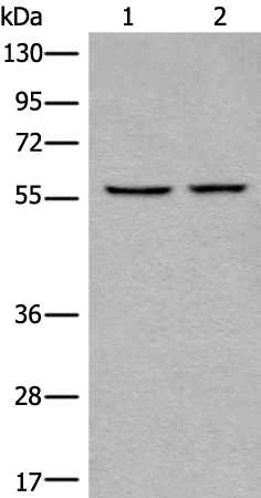 Rabbit Polyclonal Antibody to CAPN10