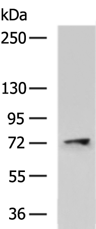 Rabbit Polyclonal Antibody to CAPN14