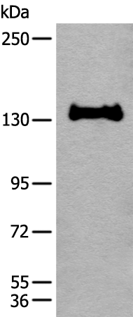 Rabbit Polyclonal Antibody to CAPN15