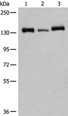 Rabbit Polyclonal Antibody to CEBPZ