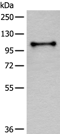 Rabbit Polyclonal Antibody to CD101