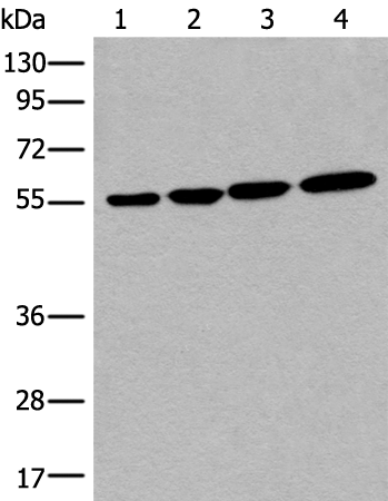 Rabbit Polyclonal Antibody to CD276