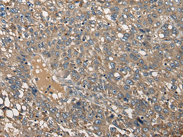 Rabbit Polyclonal Antibody to CDC14A