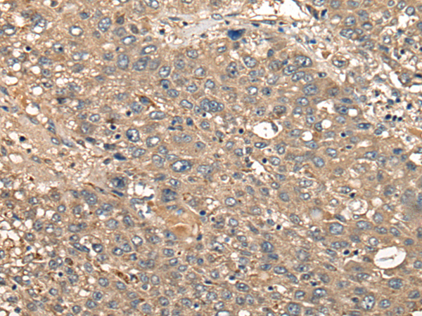 Rabbit Polyclonal Antibody to CDC20B