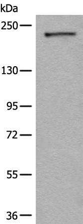 Rabbit Polyclonal Antibody to CDC42BPA