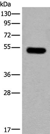Rabbit Polyclonal Antibody to CDKL2