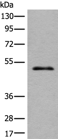 Rabbit Polyclonal Antibody to TMEM121B