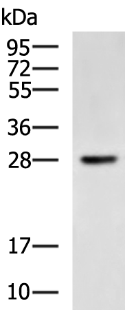 Rabbit Polyclonal Antibody to HAUS2
