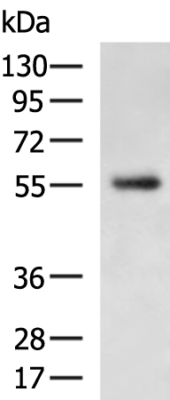 Rabbit Polyclonal Antibody to CHST2