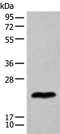 Rabbit Polyclonal Antibody to BHLHA9