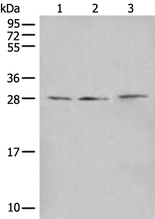 Rabbit Polyclonal Antibody to CLPP