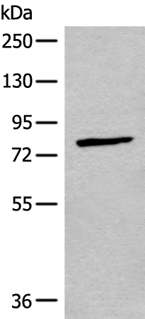 Rabbit Polyclonal Antibody to CNGA3