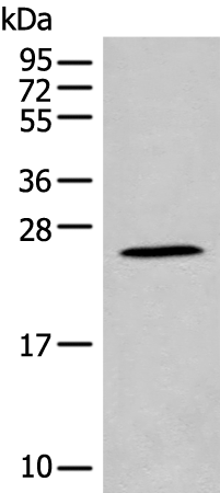 Rabbit Polyclonal Antibody to CARD16