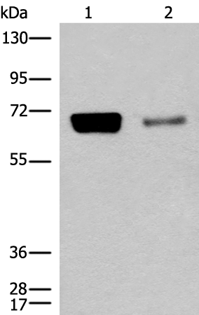 Rabbit Polyclonal Antibody to RCOR1