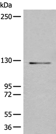 Rabbit Polyclonal Antibody to REST