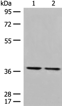 Rabbit Polyclonal Antibody to TNFSF11