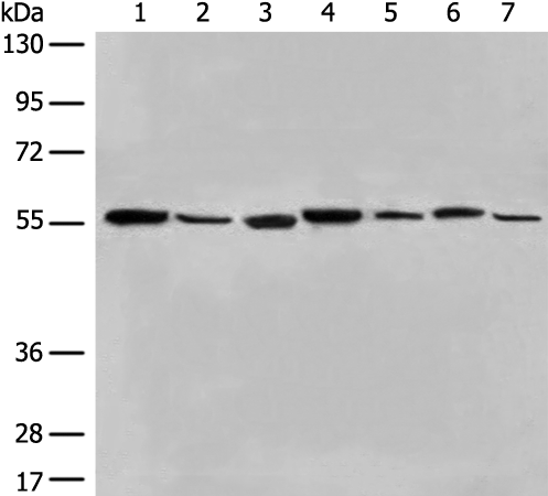 Rabbit Polyclonal Antibody to ALDH7A1
